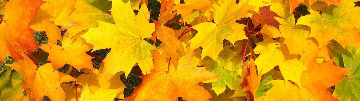 Herbstlaub CADEAUX Leipzig
